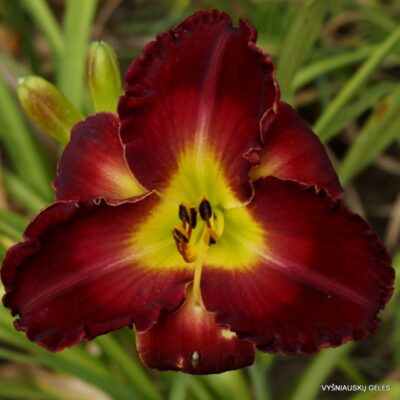 viendienė Lakelet Devilish Kid