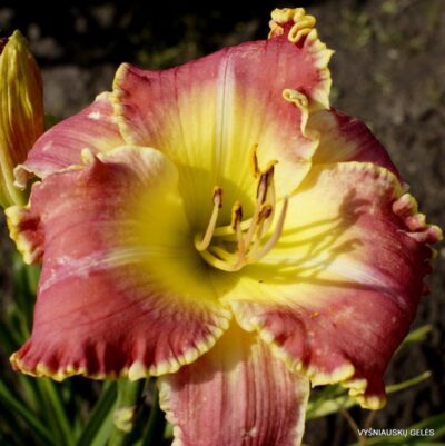 viendienė Later Satyr (2)