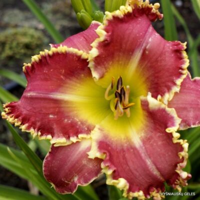 viendienė Later Satyr