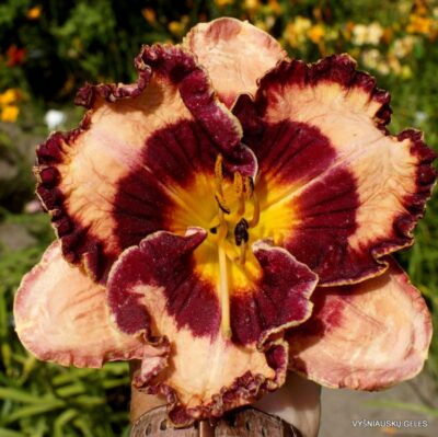 viendienė Let’s Dance Tonight