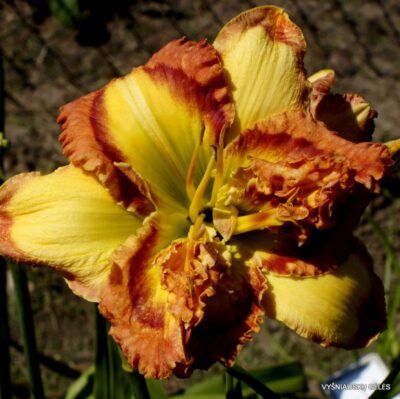 viendienė My Favorite Martian