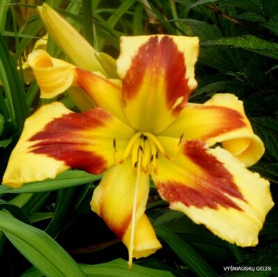 viendienė One Hot Mama