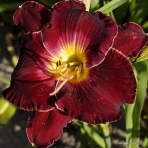 viendienė Red Heartthrob