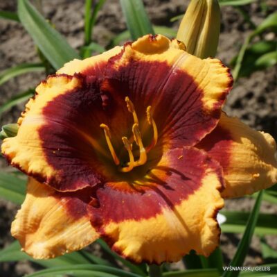 viendienė Rodeo Sweetheart