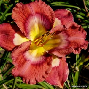 viendienė Rose Colored Rainbow