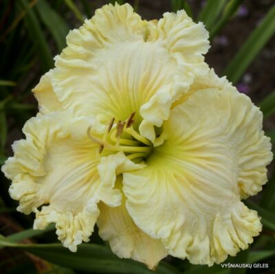 viendienė Satin Facets (2)