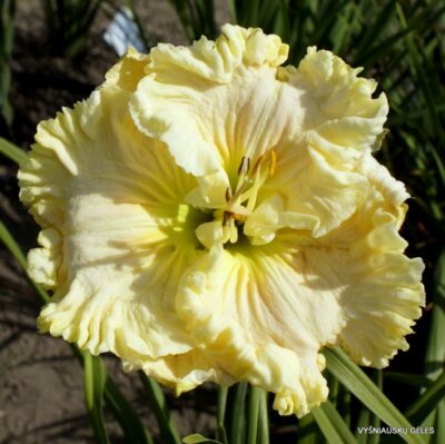 viendienė Satin Facets