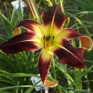 viendienė Scarlet Pimpernel