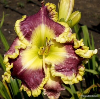 viendienė Seven of Nine (2)