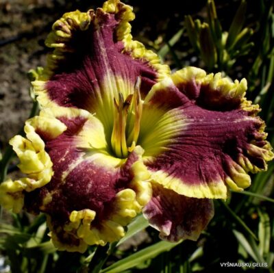 viendienė Seven of Nine