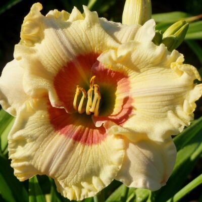 viendienė Shirley Goodness and Mercy