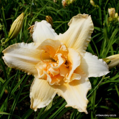 viendienė Star Fruit Parade (2)