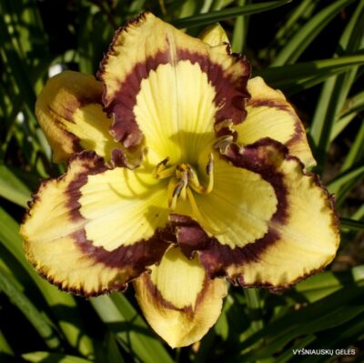 viendienė Starburst Fantasy (2)