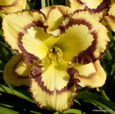 viendienė Starburst Fantasy