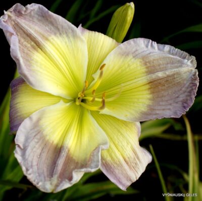 viendienė Stare Case (2)