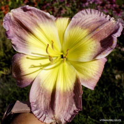 viendienė Stare Case