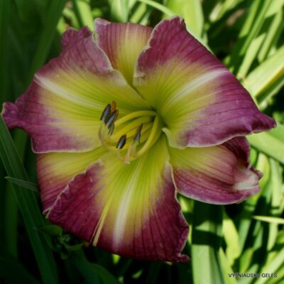 viendienė Starlight Galaxy (2)