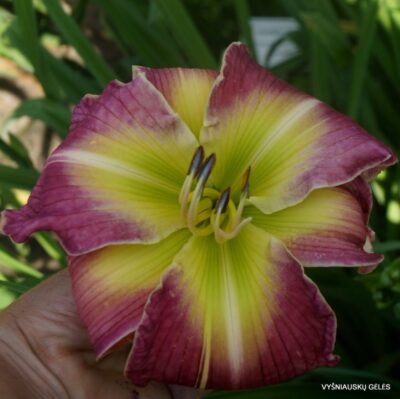 viendienė Starlight Galaxy