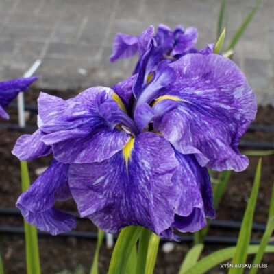 vilkdalgis Dainagon (2)