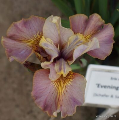 vilkdalgis Evening Comes (2)