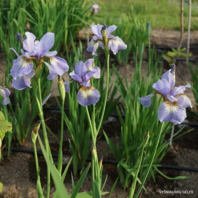 vilkdalgis Kleiner Schmetterling (2)
