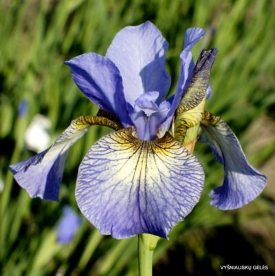 vilkdalgis Kleiner Schmetterling
