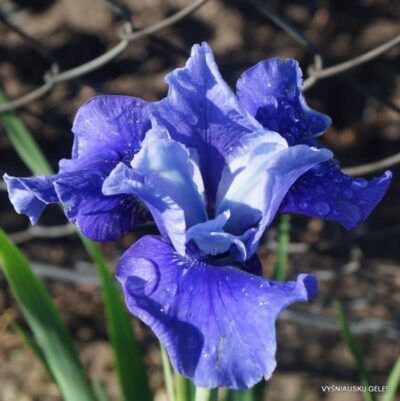 vilkdalgis Lake Keuka (2)