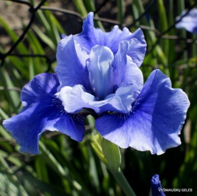 vilkdalgis Lake Keuka