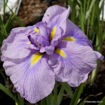 vilkdalgis Prima Ballerina (2)