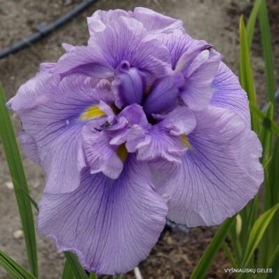 vilkdalgis Prima Ballerina