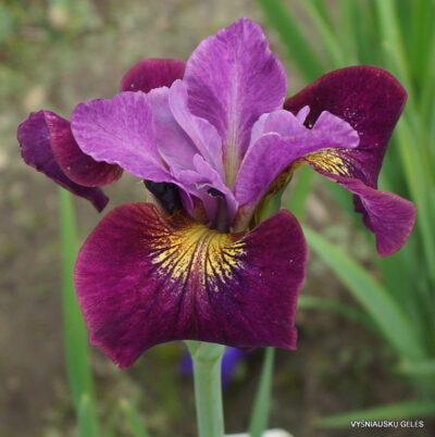 vilkdalgis Seeing Red Stars (2)