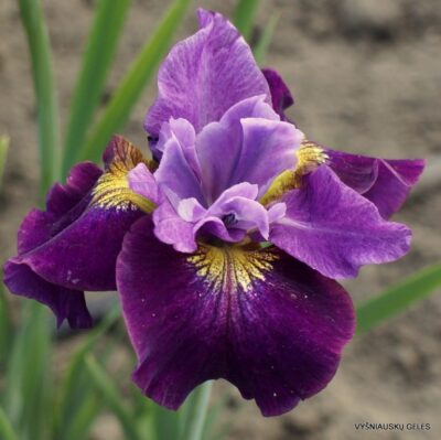 vilkdalgis Seeing Red Stars