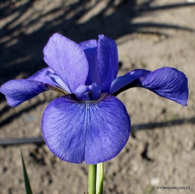 vilkdalgis Simply Delightful (2)