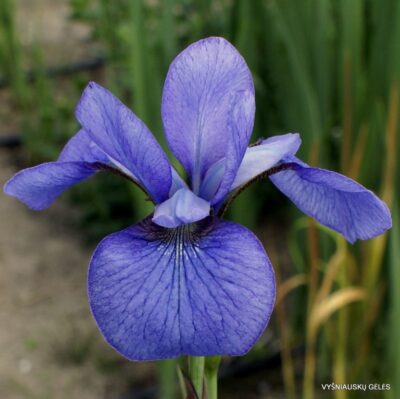 vilkdalgis Simply Delightful