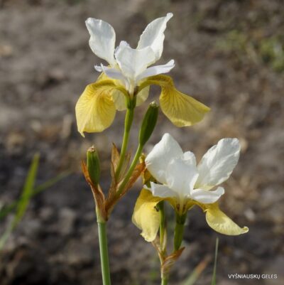 vilkdalgis Sun Princess (2)