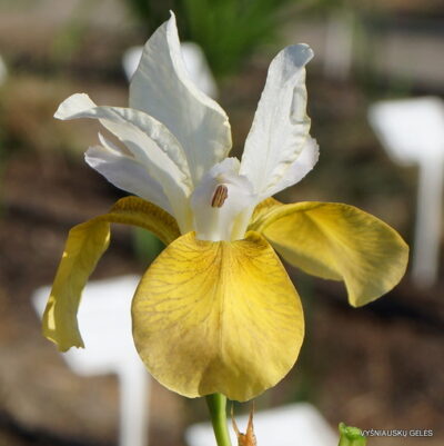 vilkdalgis Sun Princess