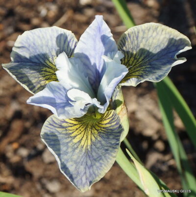 vilkdalgis Sun and Mist (2)