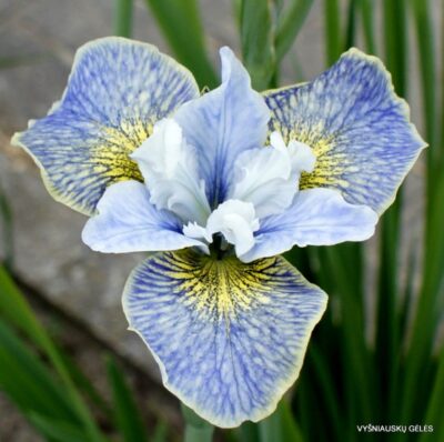 vilkdalgis Sun and Mist