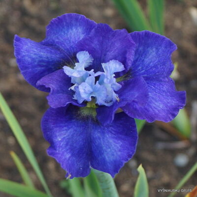 vilkdalgis Thirty Fathoms (2)