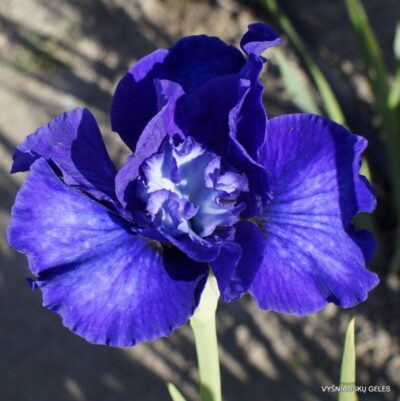 vilkdalgis Thirty Fathoms