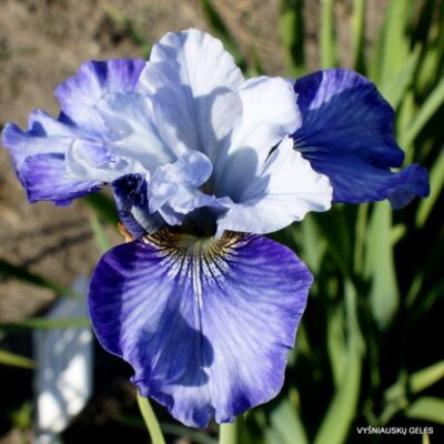 vilkdalgis Turn a Phrase (2)