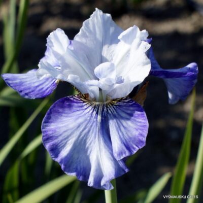 vilkdalgis Turn a Phrase