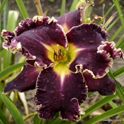 ‘Apatura Boss in the Garden’ (2) ‘Apatura Boss in the Garden’ (2)