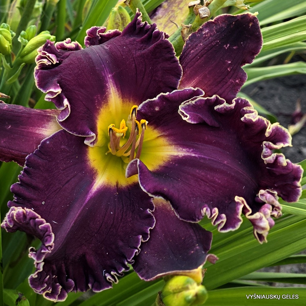 ‘Apatura Boss in the Garden’ (3)