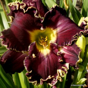 ‘Apatura Boss in the Garden’