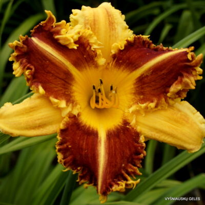 ‘Bicolor Horns’ (2) ‘Bicolor Horns’ (2)