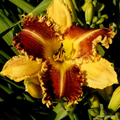 ‘Bicolor Horns’ ‘Bicolor Horns’