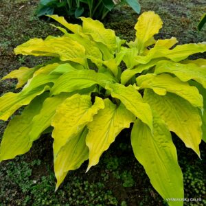 ‘Lipstick Blonde’