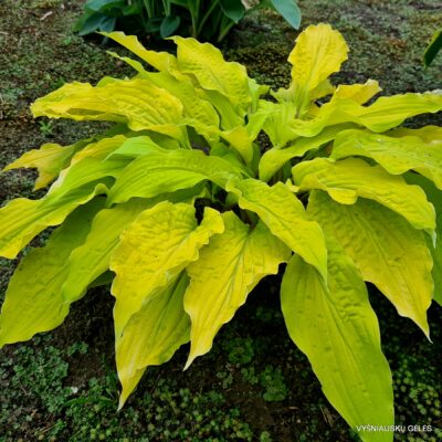 ‘Lipstick Blonde’