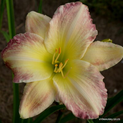 ‘Peppermint Ice’ (2)